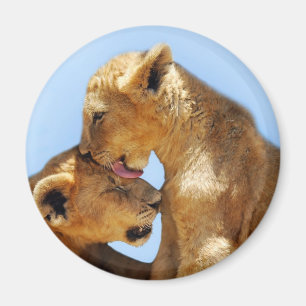 Baby lions love magnet
