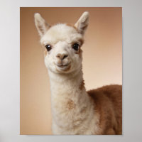 Baby Llama Portrait – Cute Nursery Animal Wall Art