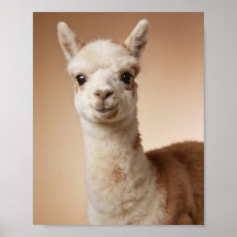 Baby Llama Portrait – Cute Nursery Animal Wall Art