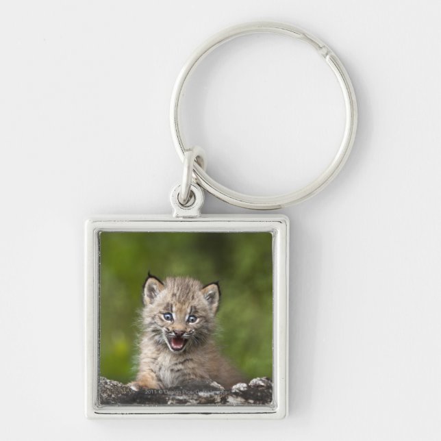 Baby Lynx  Looking Over A Fallen Tree Key Ring (Front)