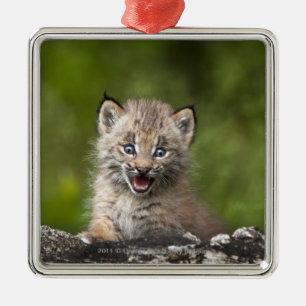 Baby Lynx Looking Over A Fallen Tree Metal Tree Decoration