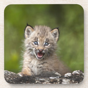 Baby Lynx (Lynx Canadensis) Looking Over A Coaster