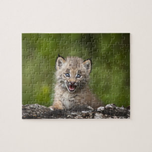 Baby Lynx (Lynx Canadensis) Looking Over A Jigsaw Puzzle