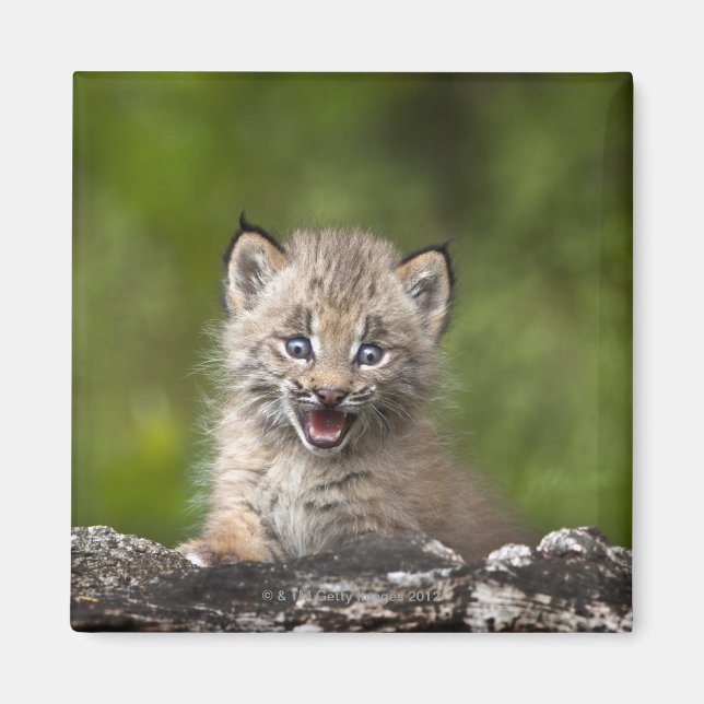 Baby Lynx (Lynx Canadensis) Looking Over A Magnet (Front)