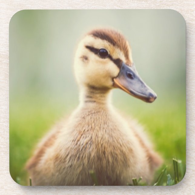 Baby Mallard Ducking Coaster (Front)