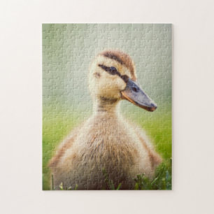 Baby Mallard Ducking Jigsaw Puzzle