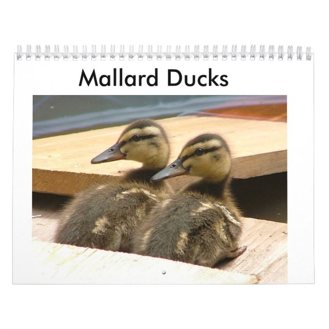 Baby Mallard Ducks Calendar (Cover)