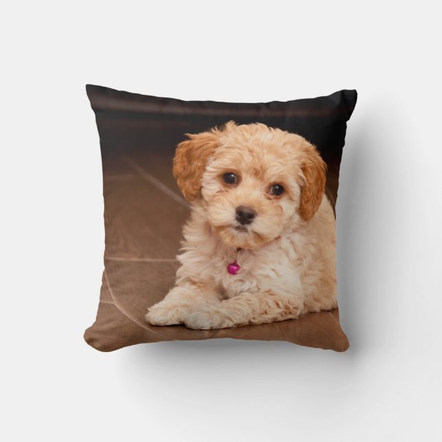 Baby Maltese poodle mix or maltipoo puppy dog Cushion (Front)