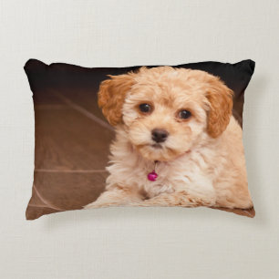 Baby Maltese poodle mix or maltipoo puppy dog Decorative Cushion