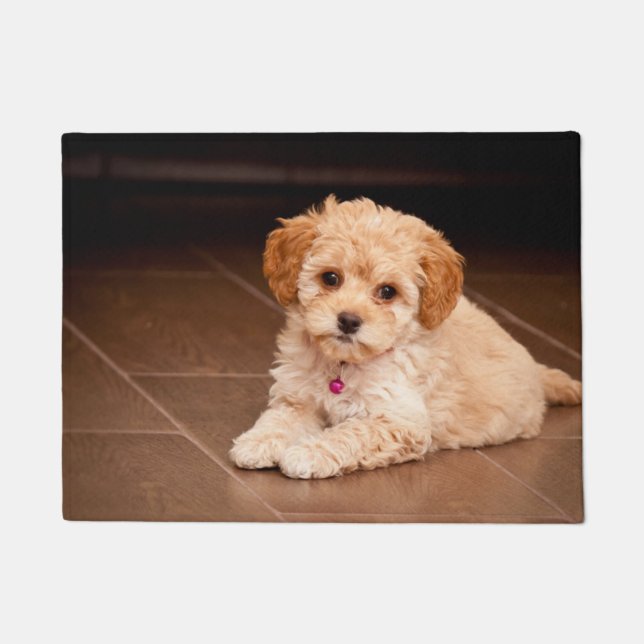 Baby Maltese poodle mix or maltipoo puppy dog Doormat (Front)