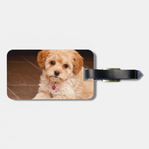 Baby Maltese poodle mix or maltipoo puppy dog Luggage Tag