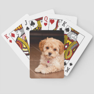 Baby Maltese poodle mix or maltipoo puppy dog Playing Cards