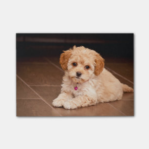 Baby Maltese poodle mix or maltipoo puppy dog Post-it Notes