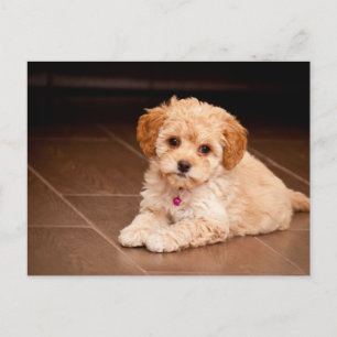 Baby Maltese poodle mix or maltipoo puppy dog Postcard