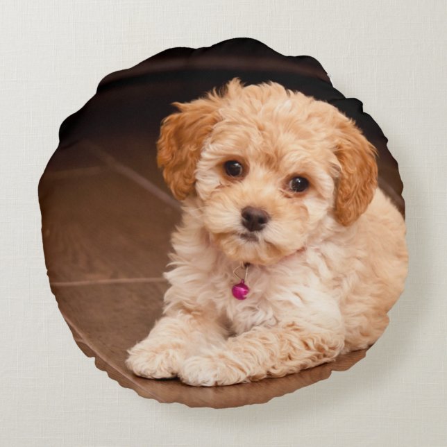 Baby Maltese poodle mix or maltipoo puppy dog Round Cushion (Back)