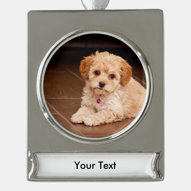 Baby Maltese poodle mix or maltipoo puppy dog Silver Plated Banner Ornament (Front)