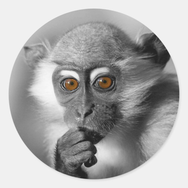 Baby Mangabey Monkey Classic Round Sticker (Front)