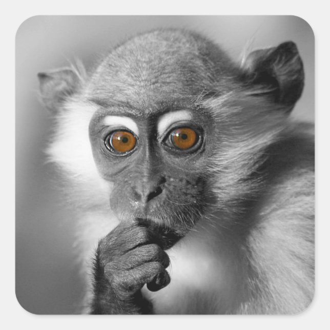 Baby Mangabey Monkey Square Sticker (Front)
