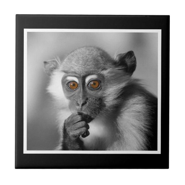 Baby Mangabey Monkey Tile (Front)