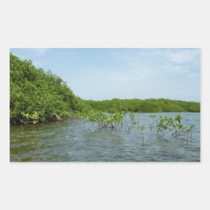 Baby Mangrove Trees Caribbean Nature Rectangular Sticker