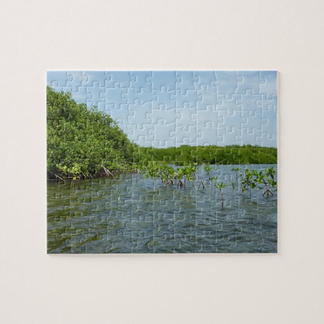 Baby Mangrove Trees in the Caribbean  Jigsaw Puzzle (Horizontal)