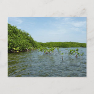 Baby Mangrove Trees in the Caribbean Postcard