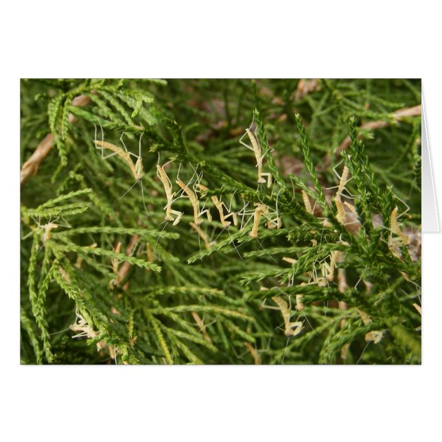 Baby Mantis ~ card (Front Horizontal)
