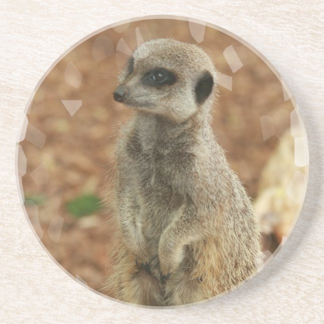Baby Meerkat Coasters (Front)