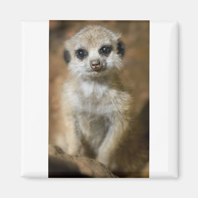 Baby Meerkat Magnet (Front)