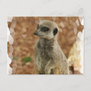Baby Meerkat Postcard