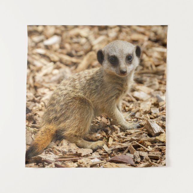 Baby Meerkat Poster Tapestry (Front)
