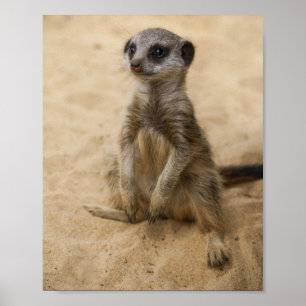 Baby Meerkat Sitting In The Sand Poster