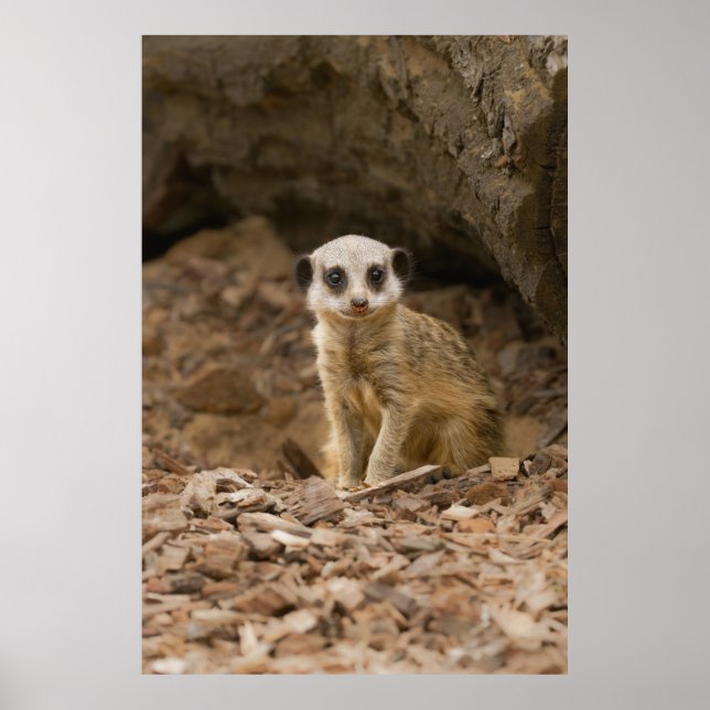Baby Meerkat's Precious Pose Poster (Front)
