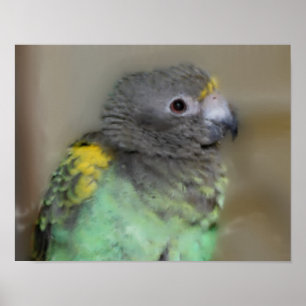 Baby Meyers Parrot Photo Painting Poster