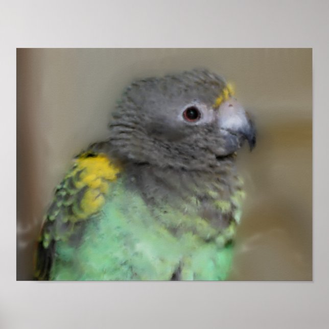 Baby Meyers Parrot Photo Painting Poster (Front)