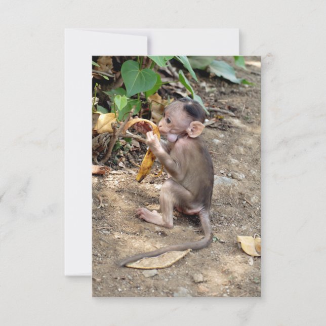 Baby Monkey (Front)