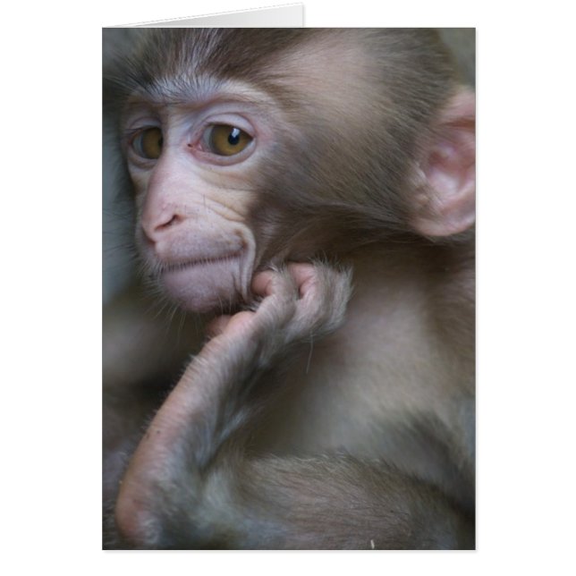 Baby Monkey (Front)