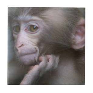 Baby Monkey Ceramic Tile