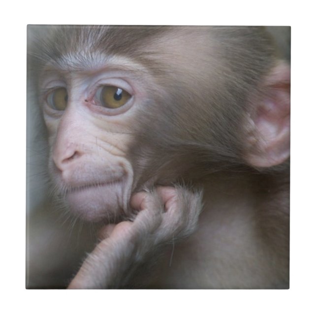 Baby Monkey Ceramic Tile (Front)