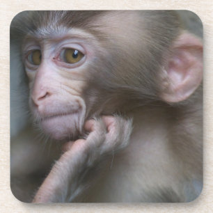 Baby Monkey Coaster