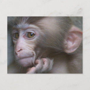 Baby Monkey Postcard