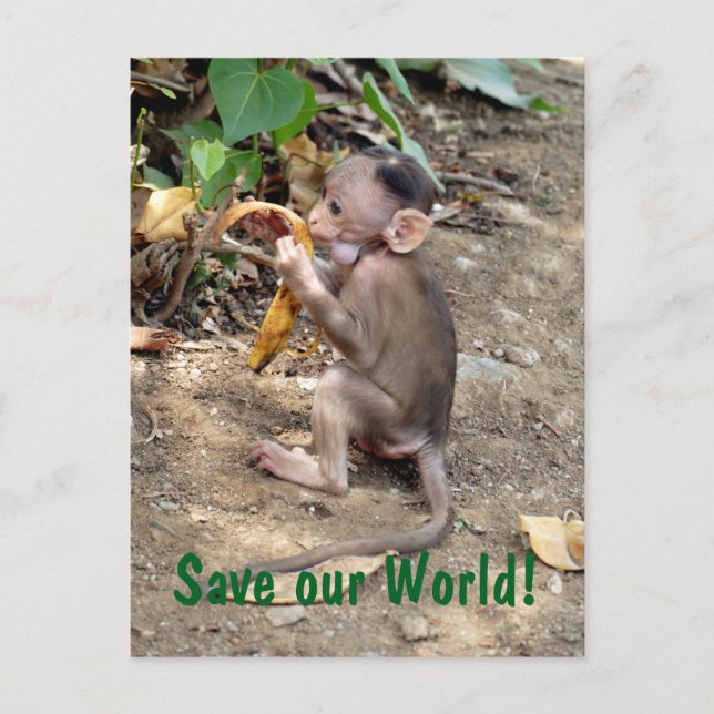 Baby Monkey Postcard (Front)