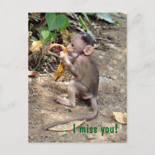 Baby Monkey Postcard