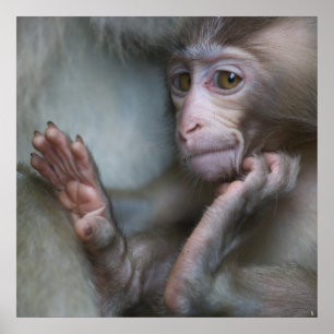 Baby Monkey Poster