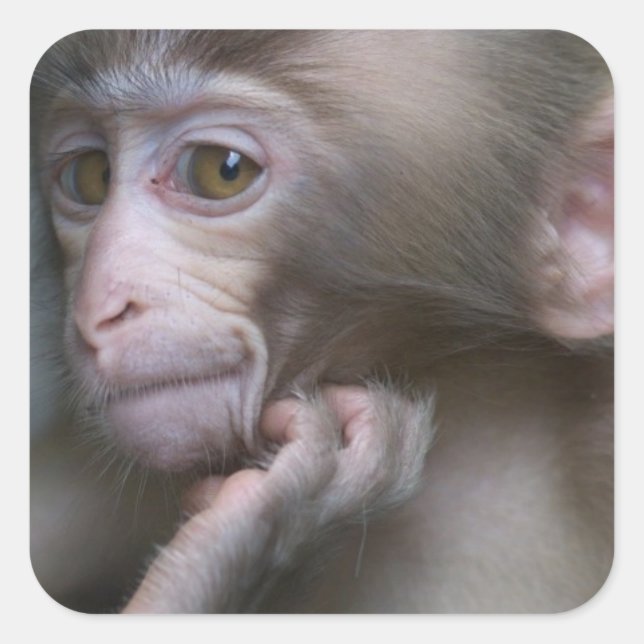 Baby Monkey Square Sticker (Front)