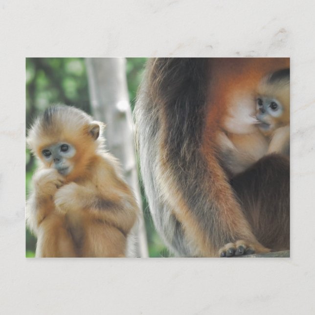 Baby Monkey with mother Postcard (Front)