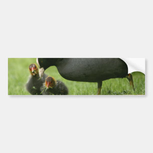 Baby Moorhens Bumper Sticker