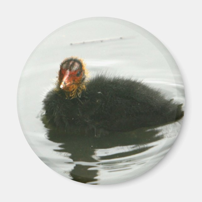 Baby Moorhens Magnet (Front)