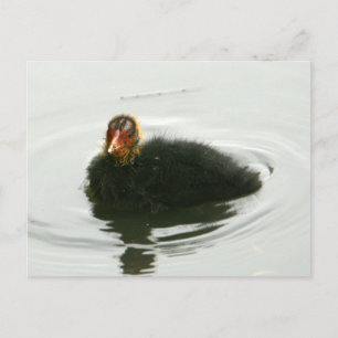 Baby Moorhens Postcard