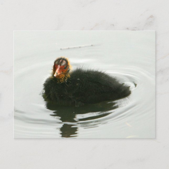 Baby Moorhens Postcard (Front)
